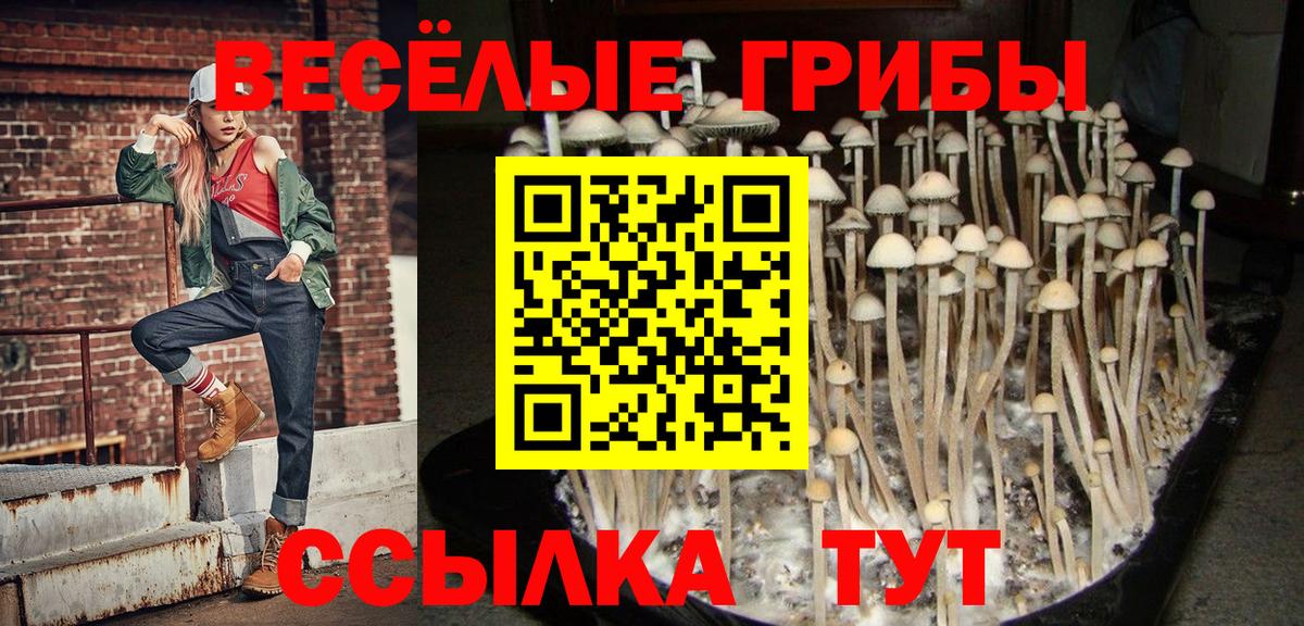 Псилоцибиновые грибы Psilocybe  Вход с VPN  Луга 